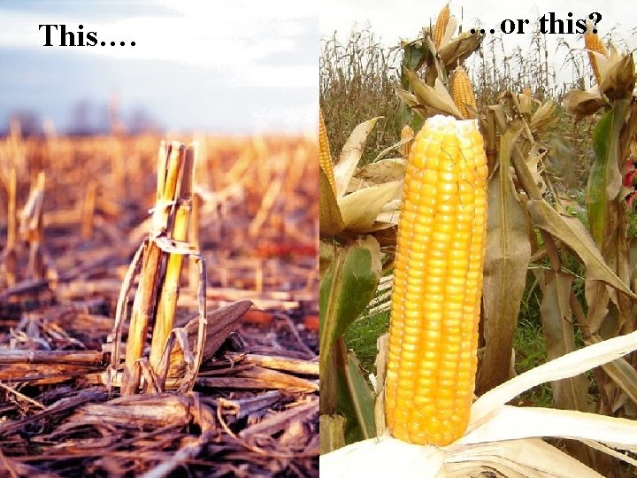 This…. …or this? 