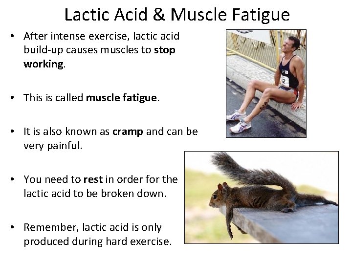 Lactic Acid & Muscle Fatigue • After intense exercise, lactic acid build-up causes muscles