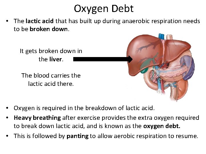 Oxygen Debt • The lactic acid that has built up during anaerobic respiration needs