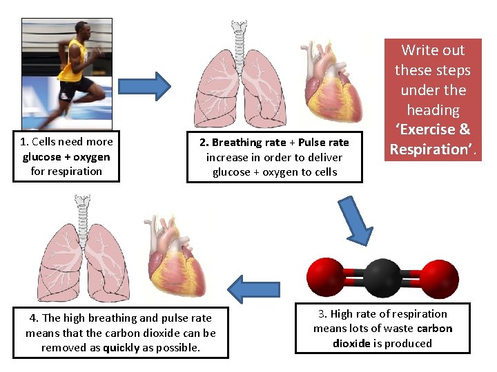 1. Cells need more glucose + oxygen for respiration 2. Breathing rate + Pulse