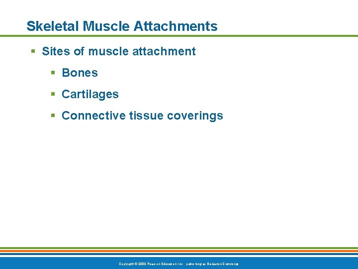 Skeletal Muscle Attachments § Sites of muscle attachment § Bones § Cartilages § Connective