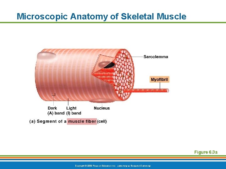 Microscopic Anatomy of Skeletal Muscle Figure 6. 3 a Copyright © 2009 Pearson Education,