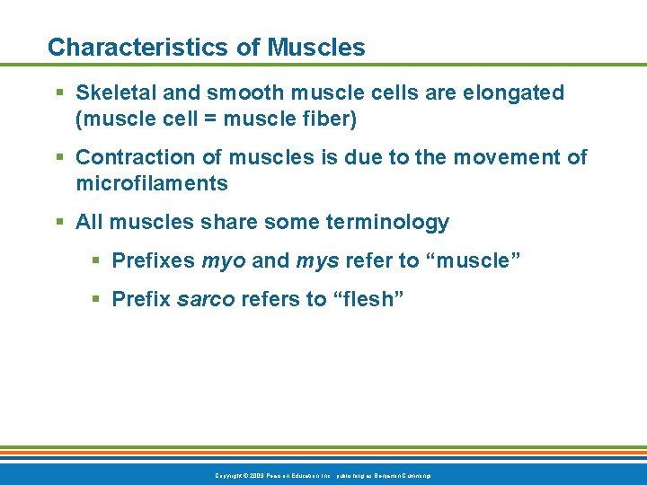 Characteristics of Muscles § Skeletal and smooth muscle cells are elongated (muscle cell =