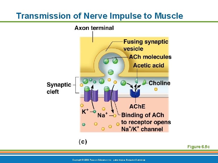 Transmission of Nerve Impulse to Muscle Figure 6. 5 c Copyright © 2009 Pearson