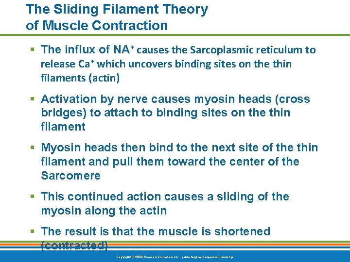 The Sliding Filament Theory of Muscle Contraction § The influx of NA⁺ causes the