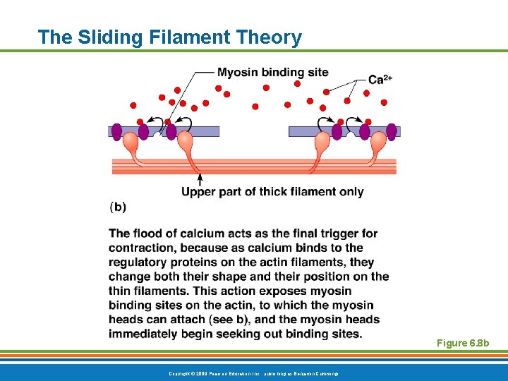 The Sliding Filament Theory Figure 6. 8 b Copyright © 2009 Pearson Education, Inc.