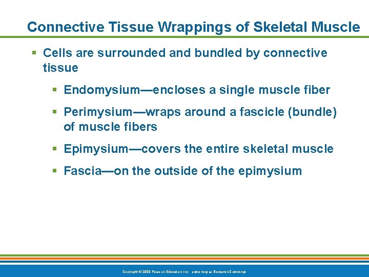 Connective Tissue Wrappings of Skeletal Muscle § Cells are surrounded and bundled by connective