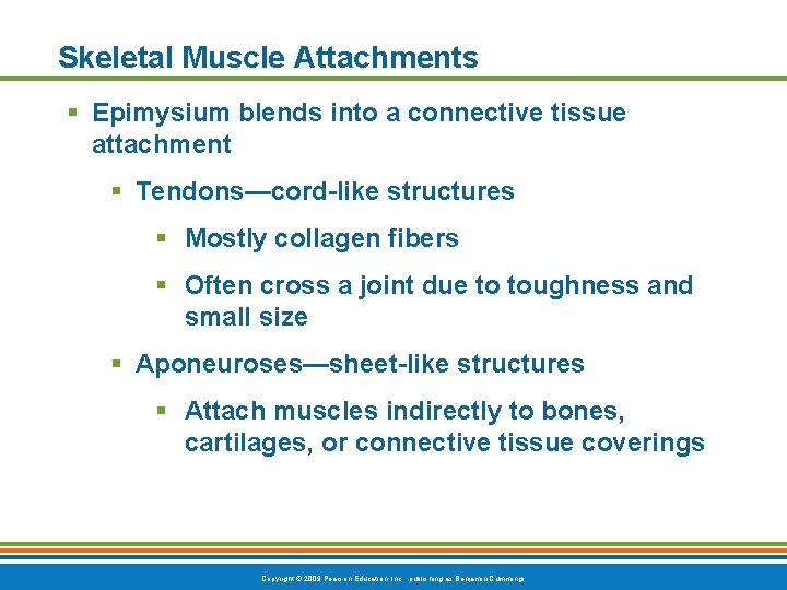 Skeletal Muscle Attachments § Epimysium blends into a connective tissue attachment § Tendons—cord-like structures
