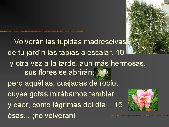 Volverán las tupidas madreselvas de tu jardín las tapias a escalar, 10 y otra