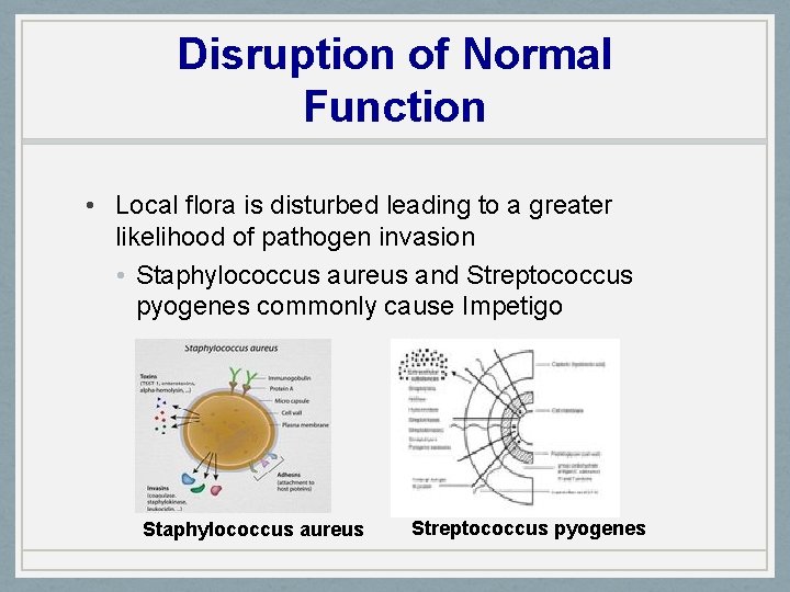 Disruption of Normal Function • Local flora is disturbed leading to a greater likelihood