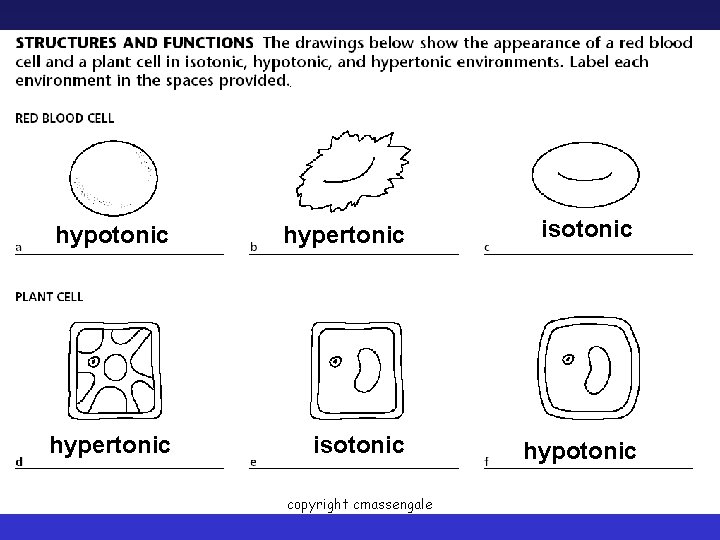 hypotonic hypertonic isotonic hypotonic copyright cmassengale 24 