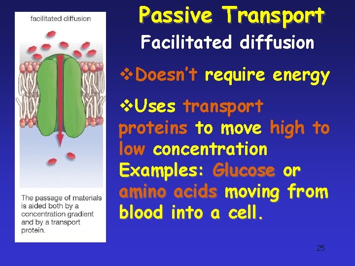 Passive Transport Facilitated diffusion v. Doesn’t require energy v. Uses transport proteins to move