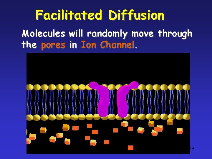 Facilitated Diffusion Molecules will randomly move through the pores in Ion Channel. copyright cmassengale