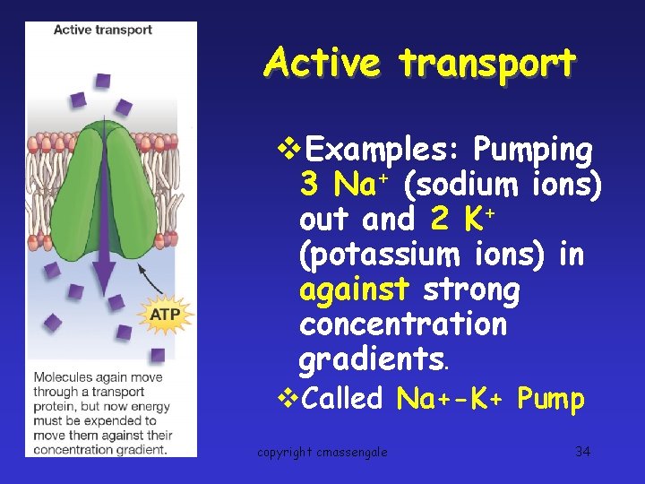 Active transport v. Examples: Pumping 3 Na+ (sodium ions) out and 2 K+ (potassium