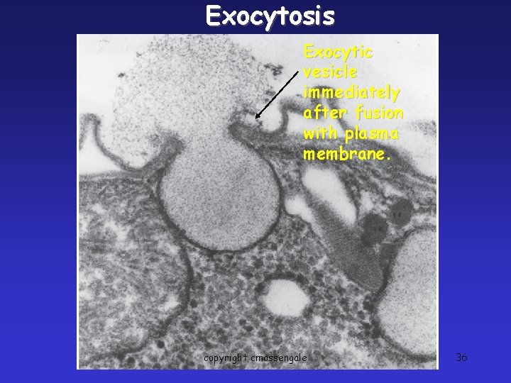 Exocytosis Exocytic vesicle immediately after fusion with plasma membrane. copyright cmassengale 36 