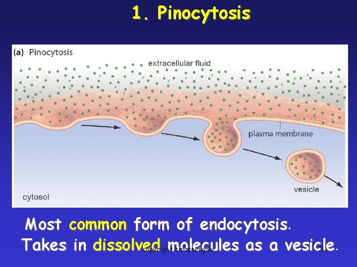 1. Pinocytosis Most common form of endocytosis Takes in dissolved molecules as a vesicle