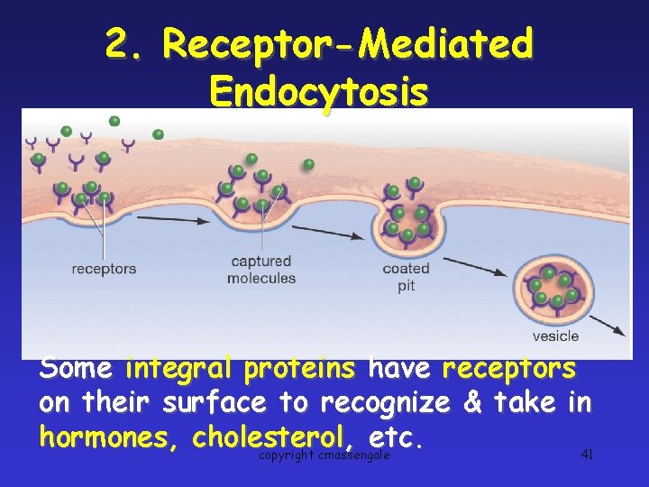 2. Receptor-Mediated Endocytosis Some integral proteins have receptors on their surface to recognize &