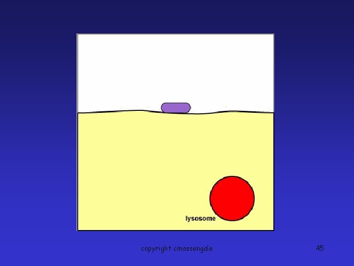 copyright cmassengale 45 