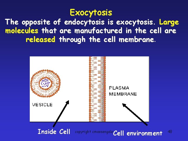 Exocytosis The opposite of endocytosis is exocytosis. Large molecules that are manufactured in the