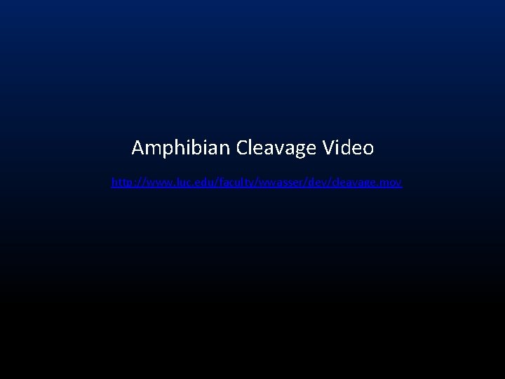 Amphibian Cleavage Video http: //www. luc. edu/faculty/wwasser/dev/cleavage. mov 