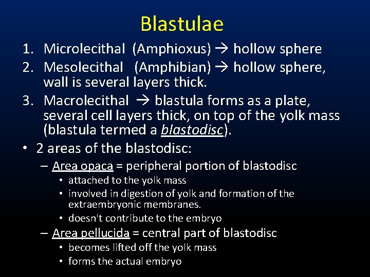 Blastulae 1. Microlecithal (Amphioxus) hollow sphere 2. Mesolecithal (Amphibian) hollow sphere, wall is several