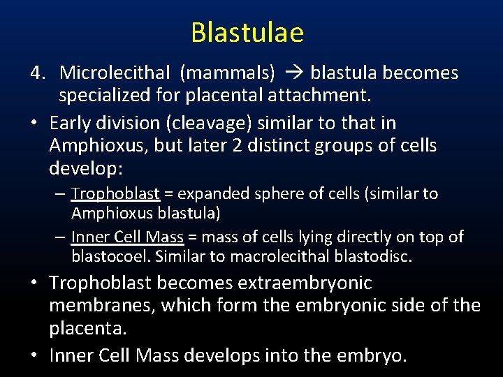 Blastulae 4. Microlecithal (mammals) blastula becomes specialized for placental attachment. • Early division (cleavage)