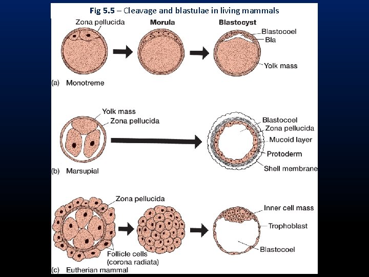 Fig 5. 5 – Cleavage and blastulae in living mammals 