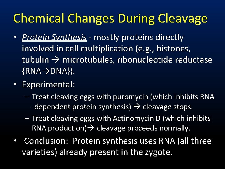 Chemical Changes During Cleavage • Protein Synthesis - mostly proteins directly involved in cell