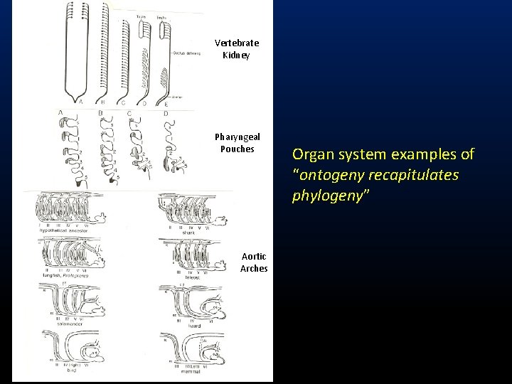 Vertebrate Kidney Pharyngeal Pouches Aortic Arches Organ system examples of “ontogeny recapitulates phylogeny” 