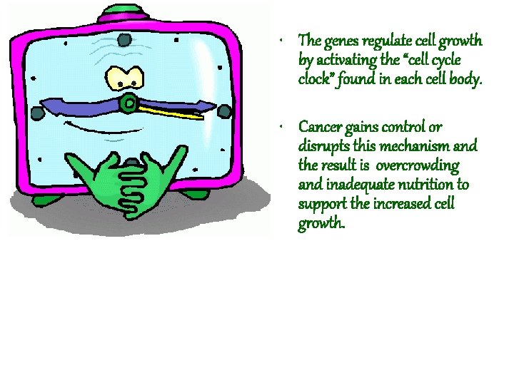  • The genes regulate cell growth by activating the “cell cycle clock” found