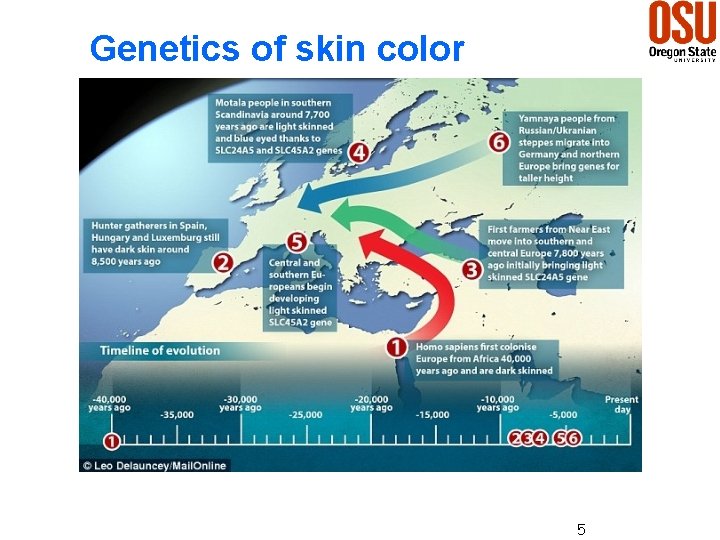 Genetics of skin color 5 