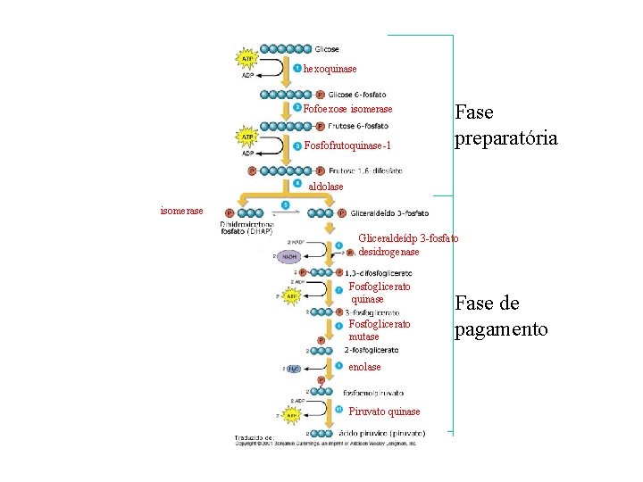 hexoquinase Fofoexose isomerase Fosfofrutoquinase-1 Fase preparatória aldolase isomerase Gliceraldeídp 3 -fosfato desidrogenase Fosfoglicerato quinase