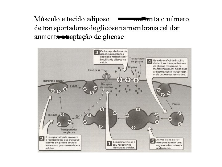 Músculo e tecido adiposo aumenta o número de transportadores de glicose na membrana celular