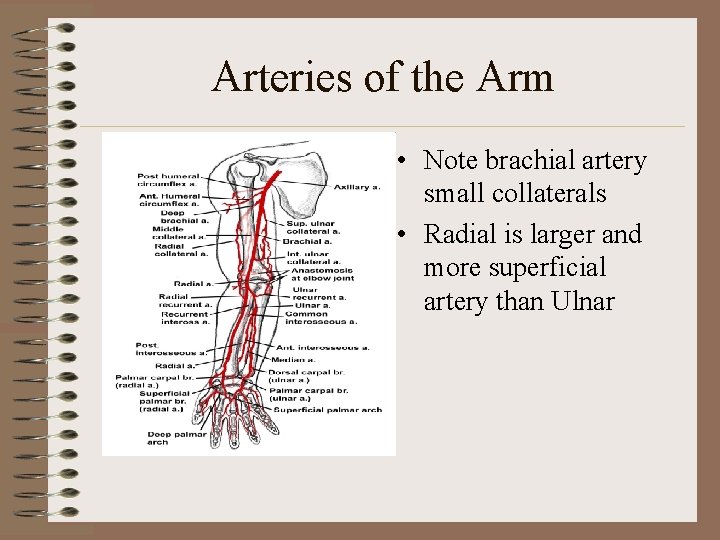 Arteries of the Arm • Note brachial artery small collaterals • Radial is larger