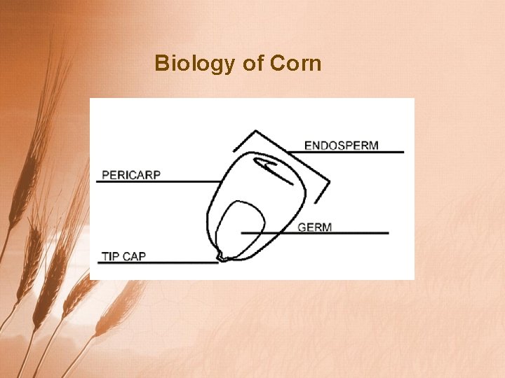 Biology of Corn 