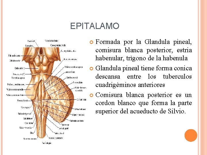 EPITALAMO Formada por la Glandula pineal, comisura blanca posterior, estria habenular, trìgono de la