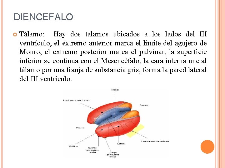 DIENCEFALO Tálamo: Hay dos talamos ubicados a los lados del III ventrículo, el extremo