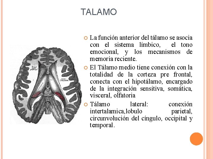 TALAMO La función anterior del tálamo se asocia con el sistema límbico, el tono