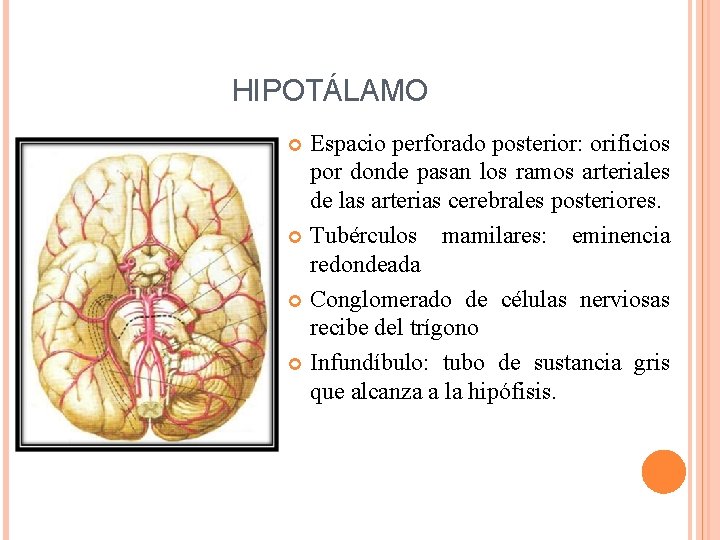 HIPOTÁLAMO Espacio perforado posterior: orificios por donde pasan los ramos arteriales de las arterias