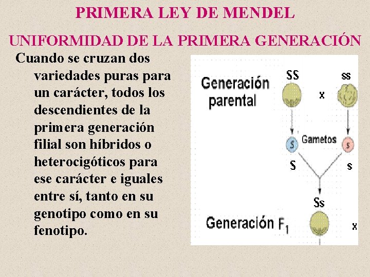 PRIMERA LEY DE MENDEL UNIFORMIDAD DE LA PRIMERA GENERACIÓN Cuando se cruzan dos variedades