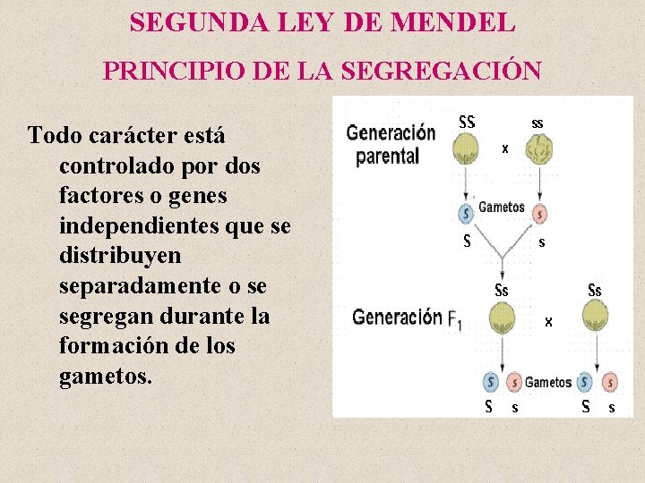 SEGUNDA LEY DE MENDEL PRINCIPIO DE LA SEGREGACIÓN Todo carácter está controlado por dos