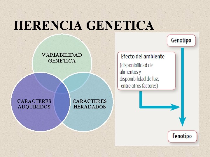 HERENCIA GENETICA VARIABILIDAD GENETICA CARACTERES ADQUIRIDOS CARACTERES HERADADOS 