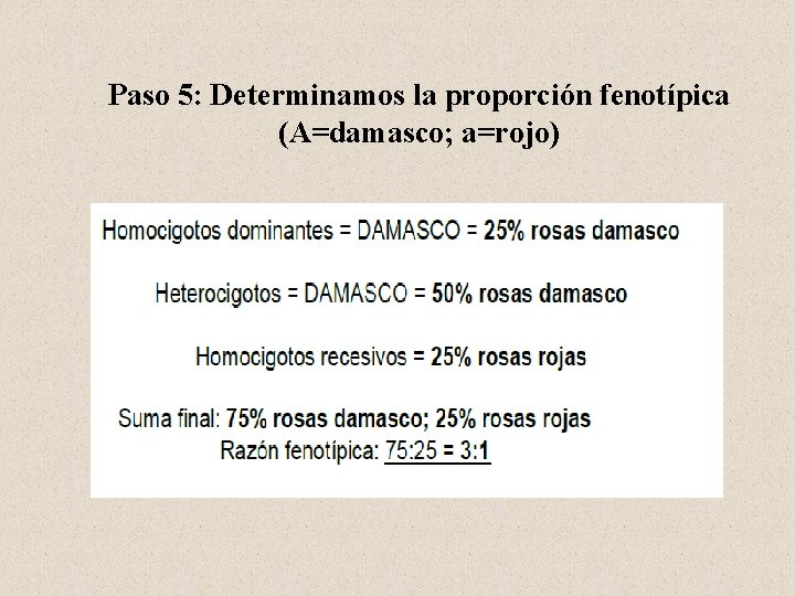 Paso 5: Determinamos la proporción fenotípica (A=damasco; a=rojo) 