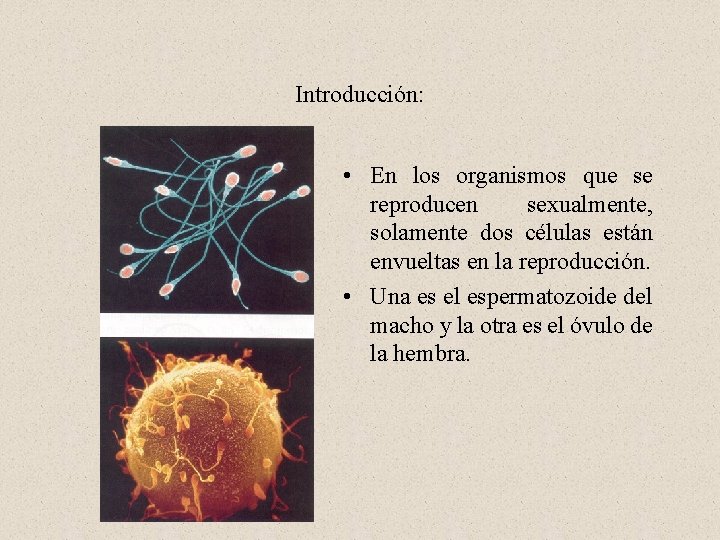 Introducción: • En los organismos que se reproducen sexualmente, solamente dos células están envueltas