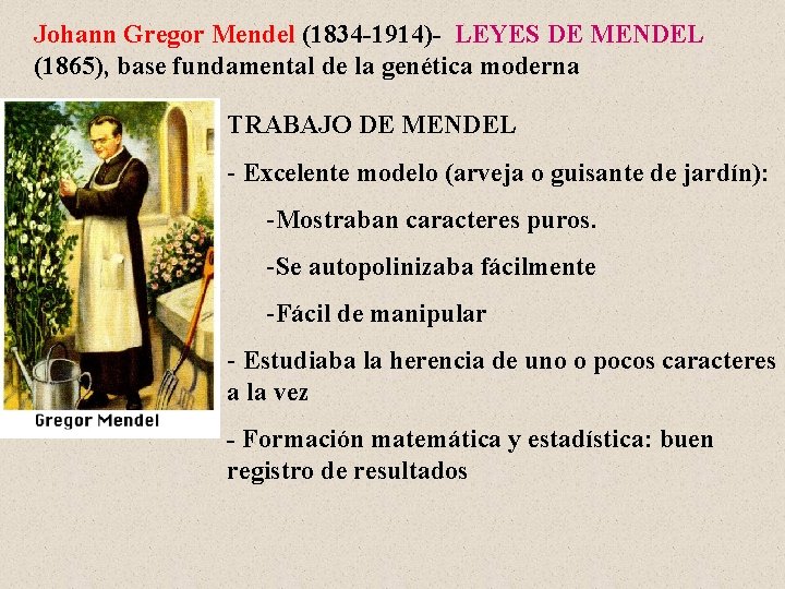 Johann Gregor Mendel (1834 -1914)- LEYES DE MENDEL (1865), base fundamental de la genética