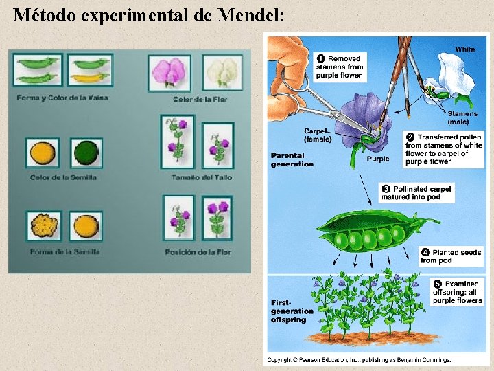 Método experimental de Mendel: 
