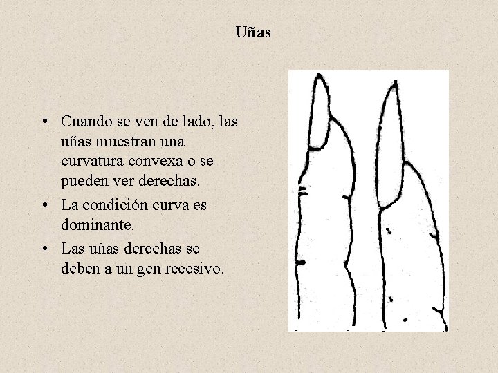 Uñas • Cuando se ven de lado, las uñas muestran una curvatura convexa o