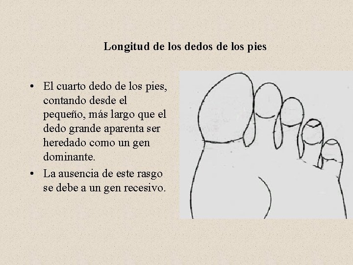 Longitud de los dedos de los pies • El cuarto dedo de los pies,