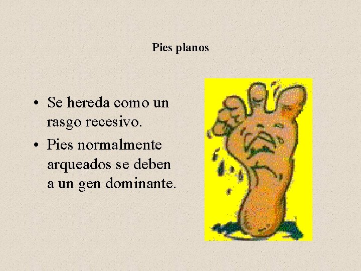 Pies planos • Se hereda como un rasgo recesivo. • Pies normalmente arqueados se