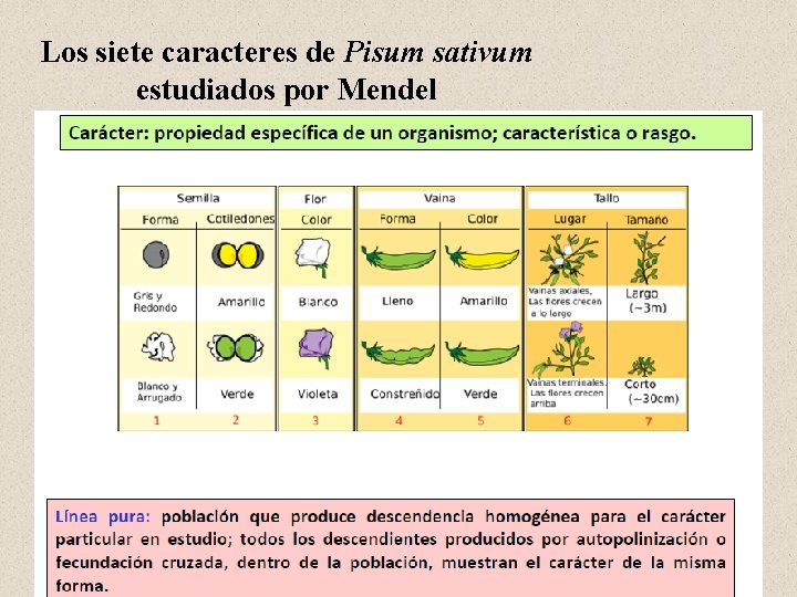 Los siete caracteres de Pisum sativum estudiados por Mendel 